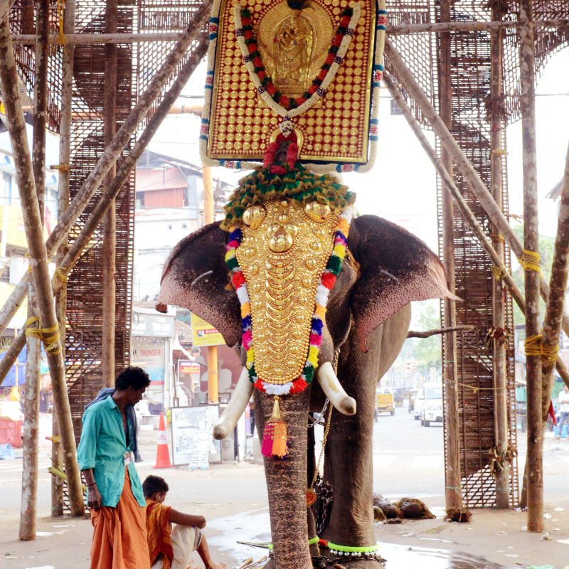 Elephants in Rituals and Festivals of Kerala Sahapedia